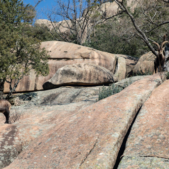 Aprobado el proyecto de Ley de Caza y Pesca en Madrid con nuevos cotos mínimos y planes de control de fauna