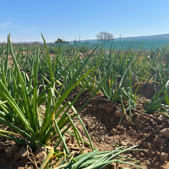 Madrid impulsa su propio calçot con cebollas autóctonas Madrid impulsa su propio calçot con cebollas autóctonas