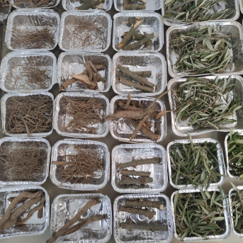 IAS-CSIC, Ifapa y UCO miden la biomasa y el carbono almacenado en olivos arbosana y picual