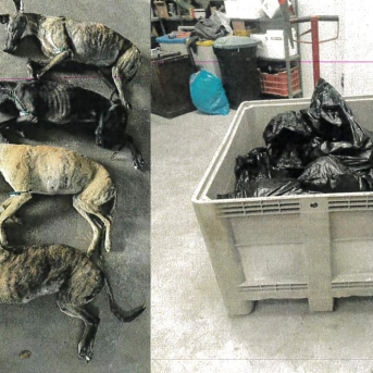 El 'vampiro de Humanes' EL REFUGIO