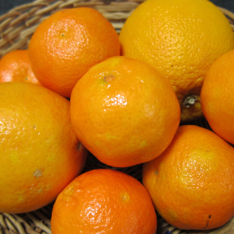 Asaja alerta de una caída de más del 30% en la cosecha de naranja al superar el ecuador de la campaña