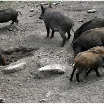 Confirman seis nuevos casos de peste porcina africana en jabalíes dentro de la zona de alto riesgo Confirman seis nuevos casos de peste porcina africana en jabalíes dentro de la zona de alto riesgo