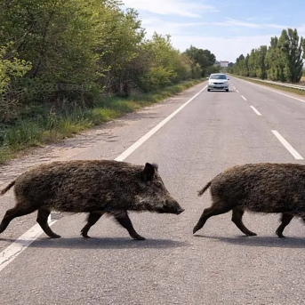Desarrollo Rural plantea una emergencia cinegética temporal por el jabalí en cinco municipios cántabros Desarrollo Rural plantea una emergencia cinegética temporal por el jabalí en cinco municipios cántabros