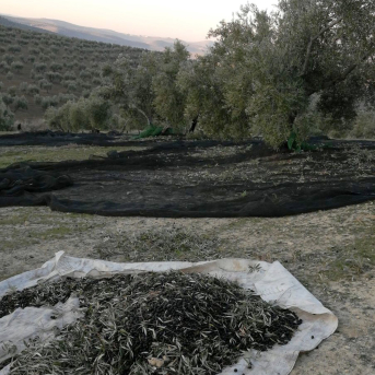 Las borrascas dejan casi sin rebusca de aceituna a la provincia de Jaén
