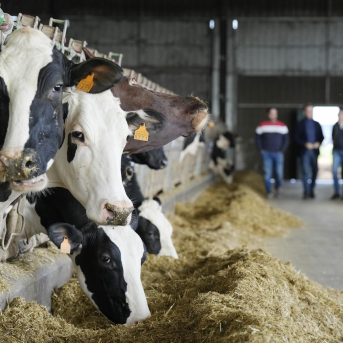 La Xunta endurece la prevención frente a la dermatosis nodular contagiosa en el ganado bovino