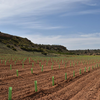 Arranca el reservorio genético de biotipos autóctonos de vid en Castilla-La Mancha
