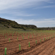 Arranca el reservorio genético de biotipos autóctonos de vid en Castilla-La Mancha