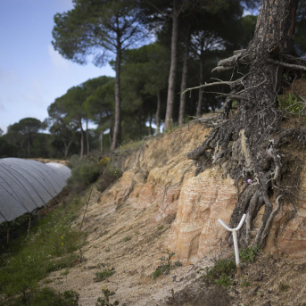La Junta da luz verde a 685 millones en ayudas directas por los daños de las borrascas en el campo andaluz