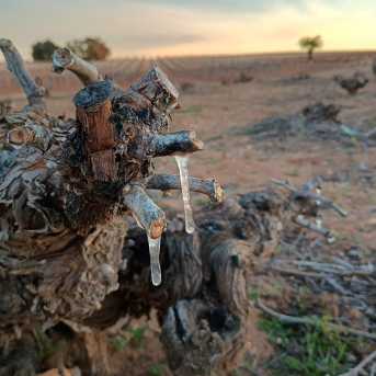 Asaja Ciudad Real advierte de posibles daños por la última helada en viñedo y almendro