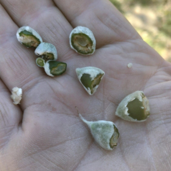 UPA C-LM califica la helada de la última noche como uno de los episodios más trágicos para los almendros