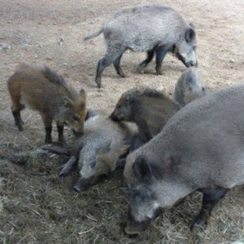 El porcino catalán reclama medidas más contundentes contra la PPA