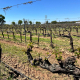 Madrid rescues 95 "disappeared" vine varieties after more than ten years of research