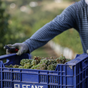 El Gobierno Vasco aprueba 2,14 millones en ayudas para la cosecha en verde del viñedo en 2026 El Gobierno Vasco aprueba 2,14 millones en ayudas para la cosecha en verde del viñedo en 2026