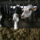 Dairy producers pressure the Ministry to change the Supply Chain Law and the dairy package