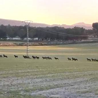 Asaja Alicante denuncia graves perjuicios en los cultivos por la fauna salvaje