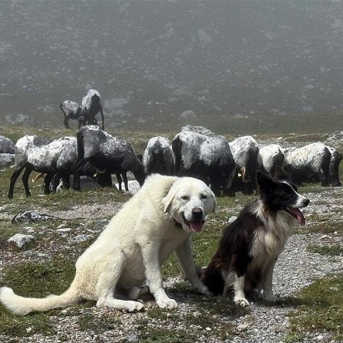 Cantabria cuenta con más de 2.200 mastines como perros pastores frente al lobo Cantabria cuenta con más de 2.200 mastines como perros pastores frente al lobo