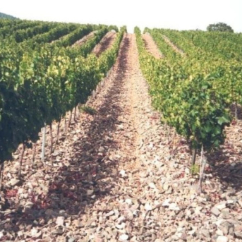 El Govern adelanta el 80% de las ayudas para transformar viñedos en 2025, por 2,2 millones