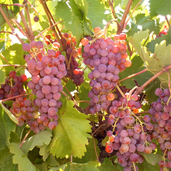 Más de medio centenar de expertos en viticultura y enología se darán cita en mayo en la Reunión Anual del Gteve en Tomelloso Más de medio centenar de expertos en viticultura y enología se darán cita en mayo en la Reunión Anual del Gteve en Tomelloso