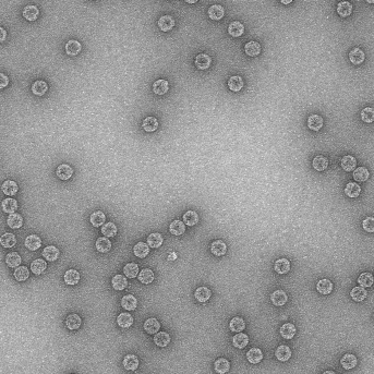Los virus exploran opciones de evolución genética en tiempo real para adaptarse a ambientes, según un estudio del CSIC CSIC