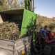 La DO Sierra Mágina reduce su producción un 22% hasta 24.755 toneladas pero logra una calidad de aceite excepcional