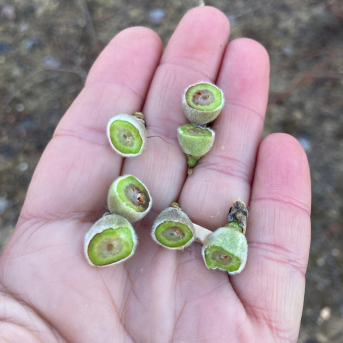 La Unió eleva a cuatro millones las pérdidas en caquis, frutales y almendros por las heladas de marzo