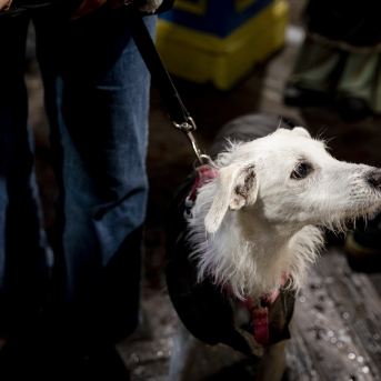 Imagen de archivo de una persona sosteniendo a su perro | A. Pérez Meca (Europa Press). Imagen de archivo de una persona sosteniendo a su perro | A. Pérez Meca (Europa Press).