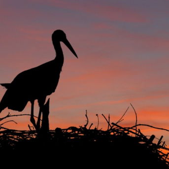 La Junta concede casi 5 millones para proteger especies en fincas agrarias y ganaderas
