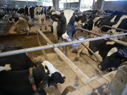 COAG alerta ante la AICA de la grave crisis de las ganaderías de leche en España