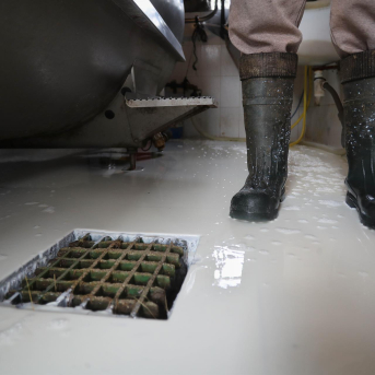 Cuatro ganaderos de Ribadeo se quedan sin comprador tras dejar Reny Picot de recoger su leche