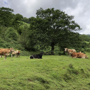 Las ayudas por vacas con tuberculosis en Cantabria casi se sextuplican hasta febrero