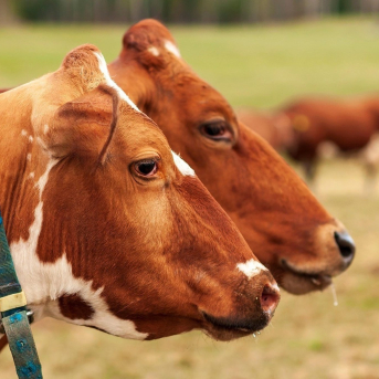 La Junta envía al Gobierno su acuerdo con OPAS y Urcacyl para blindar la cabaña bovina frente a la DNC