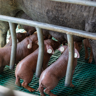 Santa Cruz en Bolivia certifica estar libre de peste porcina clásica y se prepara para exportar carne de cerdo Santa Cruz en Bolivia certifica estar libre de peste porcina clásica y se prepara para exportar carne de cerdo