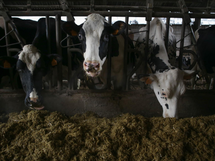 Ampliación | Agricultura dice respaldar al sector lácteo mientras las organizaciones agrarias la acusan de ponerse de perfil