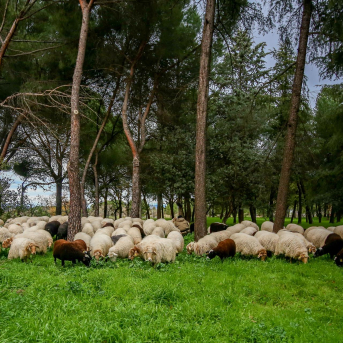 La Comunidad destaca el papel “fundamental” del pastoreo contra los incendios y en la economía rural