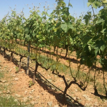 La Junta aprueba 9 millones en ayudas para renovar el viñedo en Extremadura La Junta aprueba 9 millones en ayudas para renovar el viñedo en Extremadura