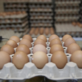 Inprovo pone en marcha la nueva campaña europea para revalorizar el huevo como alimento sostenible. Jesús Hellín - Europa Press