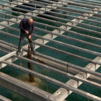 La clóchina valenciana arranca la campaña 2026 en excelentes condiciones tras las lluvias: “La gente la estaba esperando”