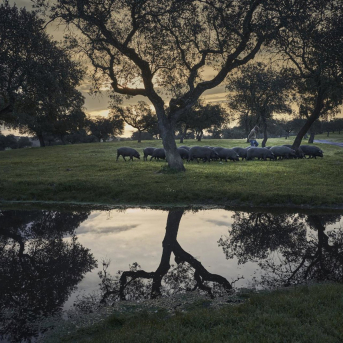 Cerdo ibérico en la dehesa. ASICI