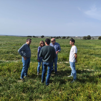 Aragón refuerza el llamamiento para detectar cuanto antes la langosta en el campo