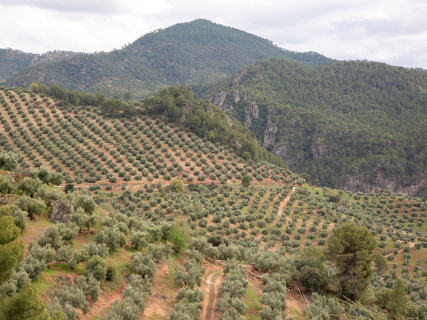 Beas de Segura será en mayo sede de los Premios Ardilla de la DOP Sierra de Segura