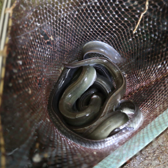Galicia avala la pesca de anguila en Vigo y Arousa tras el intento de declararla en peligro de extinción