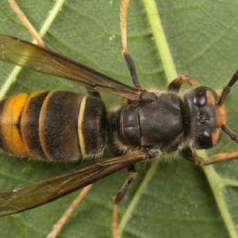 El Govern intensifica las acciones frente a la avispa asiática