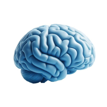 La SEN señala que el desconocimiento de los trastornos neurológicos funcionales puede llevar a retrasos diagnósticos UPV