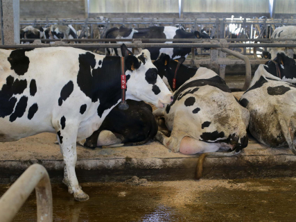 El Gobierno aporta casi 1 millón extra para comprar vacunas contra la dermatosis nodular contagiosa