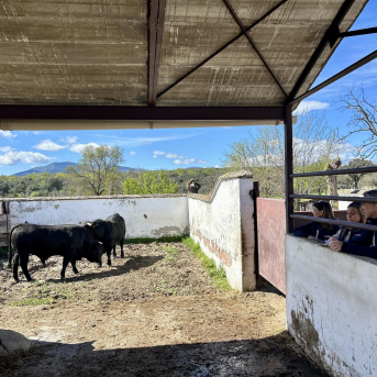Madrid sortea 15 reses avileña‑negra ibérica para reforzar la genética de su cabaña ganadera Madrid sortea 15 reses avileña‑negra ibérica para reforzar la genética de su cabaña ganadera