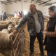 La Diputación de Cáceres saca a subasta 85 machos Merino Precoz para reforzar la cabaña ovina provincial