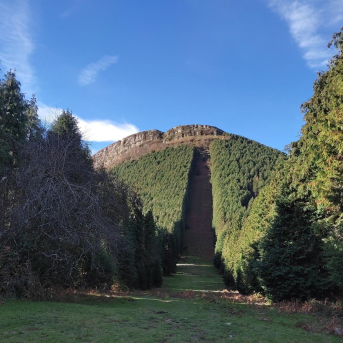 Bizkaia mantendrá vetadas nuevas plantaciones de eucalipto hasta la entrada en vigor de los PORF