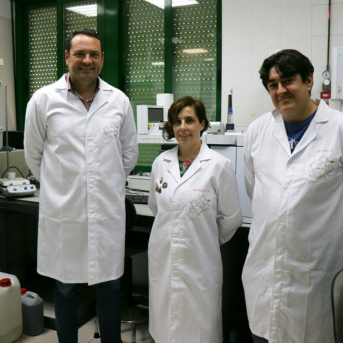 La UCO diseña un método para anticipar la calidad del aceite de oliva antes de extraerlo