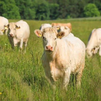 La Comunidad destina cuatro millones en ayudas para impulsar la competitividad de la industria agroalimentaria madrileña