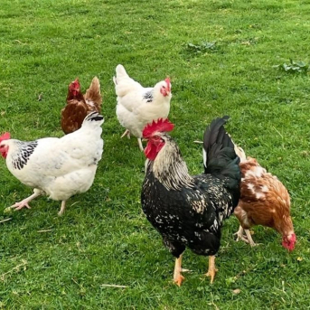 Asturias autoriza otra vez la cría de aves de corral en libertad tras levantar las restricciones